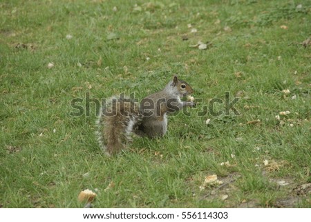 Squirrel enjoying a nut