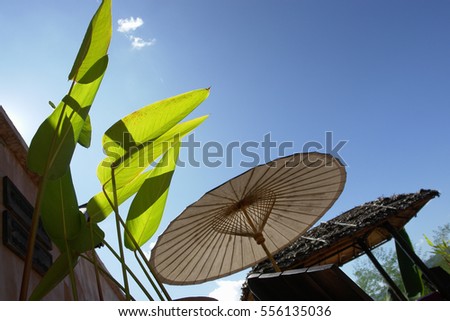 Umbrella isolated in profile natural sun lighting outdoor backlight