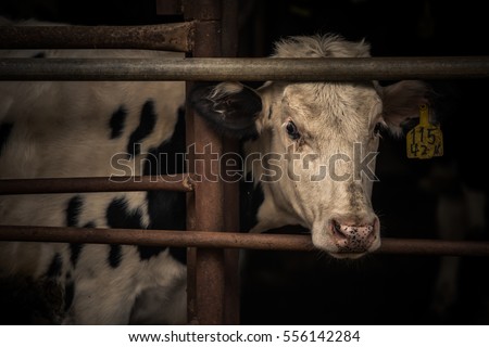 Sad cow behind Bars Royalty-Free Stock Photo #556142284