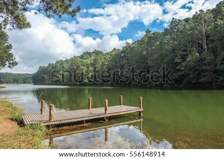 Beautiful pine forest with the river