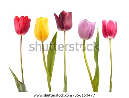 Set of five different color  tulips isolated on white background Royalty-Free Stock Photo #556153477