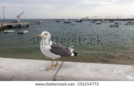 Closeup of single seagull at seaside in Cascais, Portugal. Anchored fishing boats at background. 