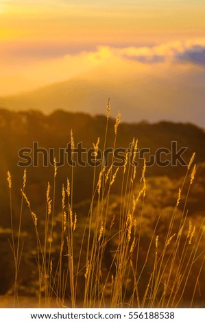 Dried Bush Grass and sunrise on the mountains