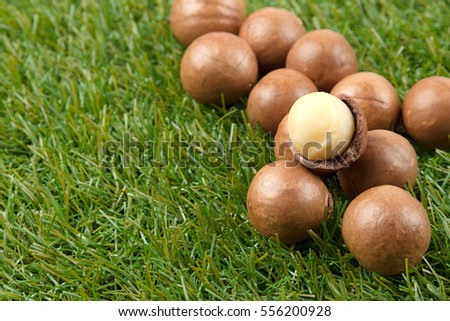 Macadamia nuts on green grass background