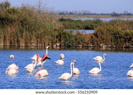 Greater flamingo in Camargue, France