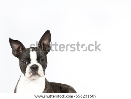 Portrait of funny black and white Boston terrier looking against of white background. Isolated. For banner and copy space available
