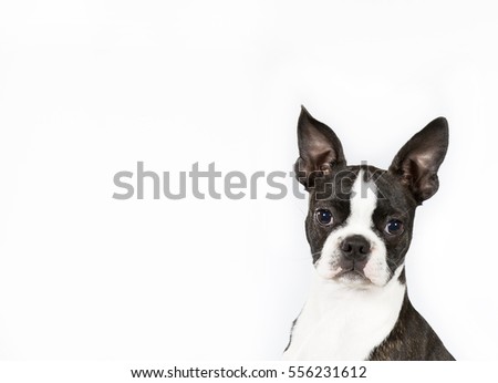Portrait of funny black and white Boston terrier looking against of white background. Isolated. For banner and copy space available
