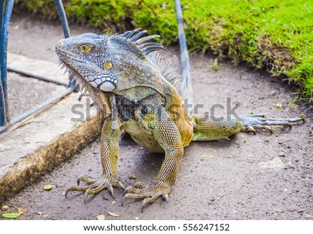 Huge colorful iguana profile closeup on the ground of Guayaquil park in Ecuador with soft focus