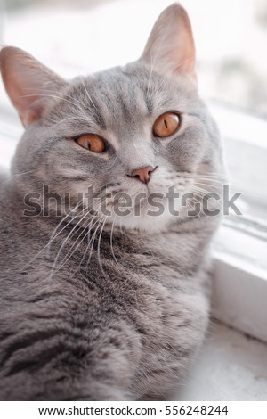 The fluffy handsome a cat sleeps on a window sill. Breeds Scottish Strait