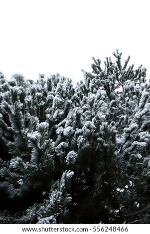 pine tree in winter