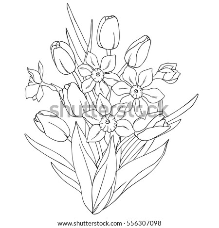 vector monochrome contour illustration of daffodil narcissus  tulip flower bouquet