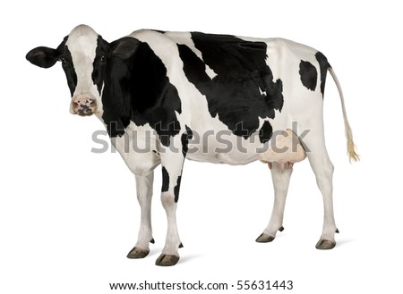 Holstein cow, 5 years old, standing against white background Royalty-Free Stock Photo #55631443