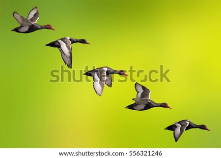 Flying duck. Isolated ducks. Green nature background. Bird: Red crested  Pochard. Netta rufina.