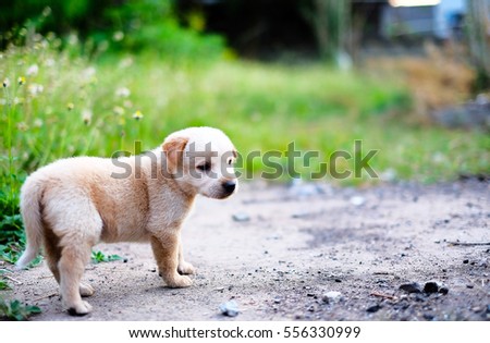 Happy Coloful portrait of a dog; a dogs playing outdoors
