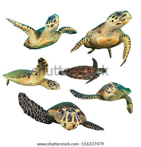 Sea Turtles. Hawksbill Turtle and Green Turtle cut outs. Turtles on white background