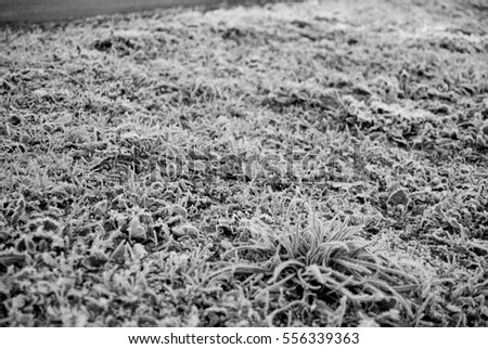 Iced winter grass