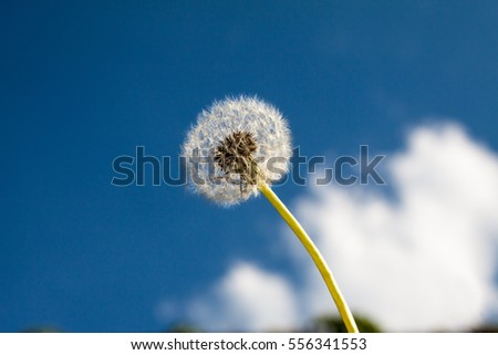 Flower dandelion on blue sky background