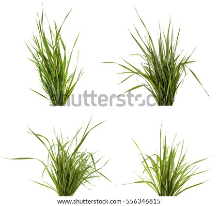 bundle of green grass isolated on white background. Set