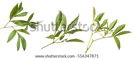 green leaves peony bush. isolated on white background. Set Royalty-Free Stock Photo #556347871