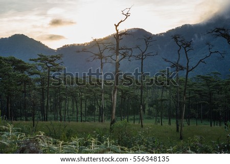 Pine forest and mountain cover with cloud as background, Phu Soi Dao Nation Park, Thailand