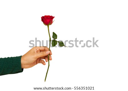 Hands holding red rose isolated on white background. holidays card copy space valentine celebration concept