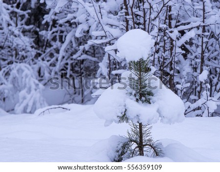 Small pine-tree under snow/Walking the woods 