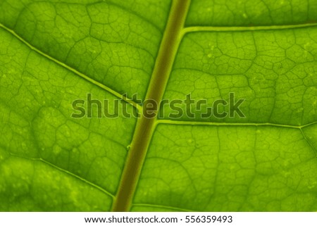 The macro of leaf