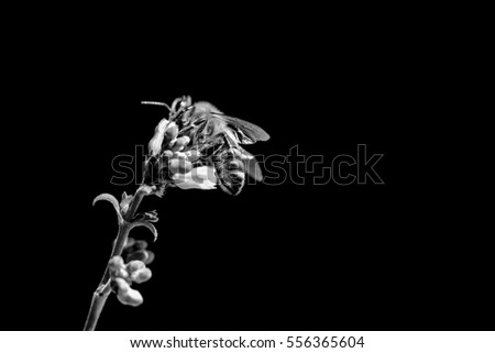 Honey bee death awareness because of climate change problems. The insect is sitting and collecting on a blossom at the left side of the picture. Black and white, isolated on black with copyspace