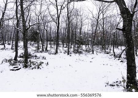 Natural snow in mountain forest, nature and Christmas