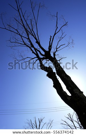 Single lonesome leafless tree in winter on blue sky background 