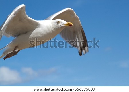 Seagull flying in blue sky at coast