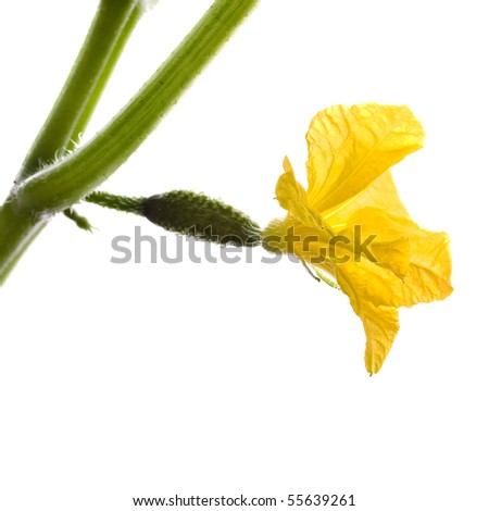 one small cucumber blooming close up extreme macro shot  isolated on white 