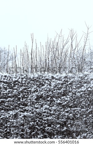 
hedge in winter