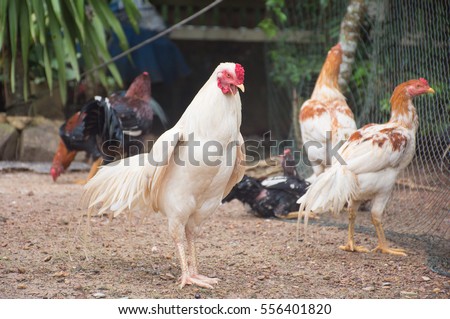 Soft focused picture of  White chicken or hen is standing with funny face with Those Chickens are standing and sitting around the farmyard