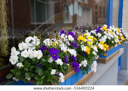 Beautiful flowers in a wooden pot on the windowsill . Pansies