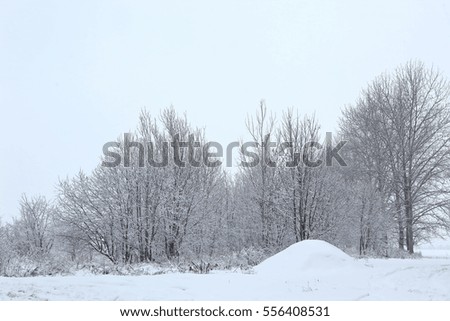 
trees in winter