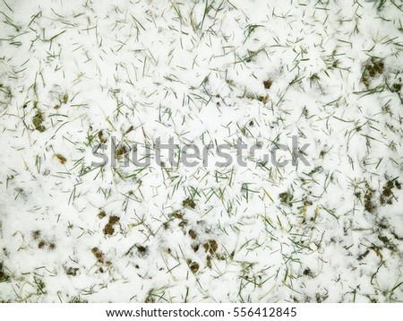 snow cover grass