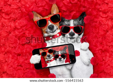couple of two  dogs lying in bed full of red rose flower petals as background  , in love on valentines day, cuddle and embracing a hug, taking a selfie with smartphone Royalty-Free Stock Photo #556415563