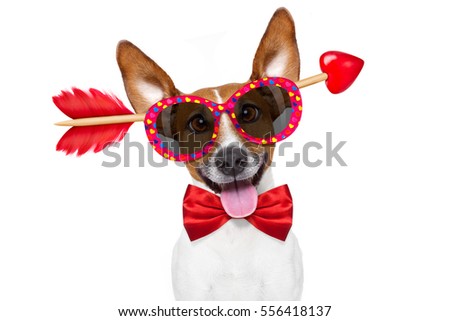 
Jack russell dog in love on valentines day, rose in mouth, cool gesture, isolated on wood background