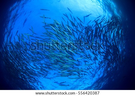 Underwater ocean and fish, School of Barracuda fish in sea. Blue water background