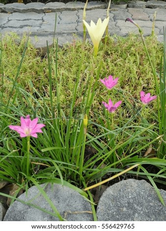 yellow and pink flower in front of the grass.