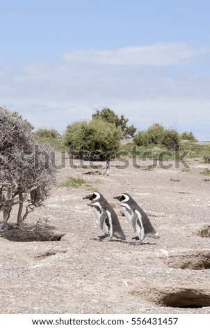 Magellanic Penguin colony of Punta Tombo, one of the largest in the world, Patagonia, Argentina.
Photo taken on: November 14th, 2013