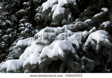 The blue spruce branches under fresh snow in the snowy winter forest