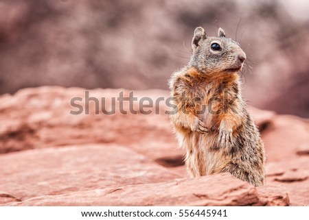 Grand Canyon squirrel wildlife. Cute furry animal looking at camera at Grand Canyon, tourist attraction.