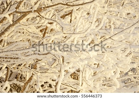 Frozen birch branches as a background
