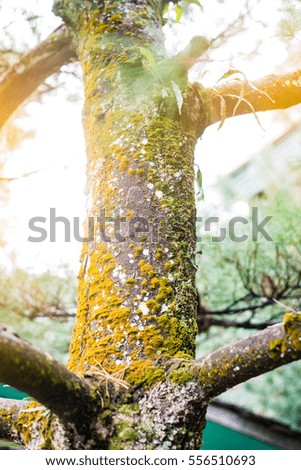 Tree with small plant.