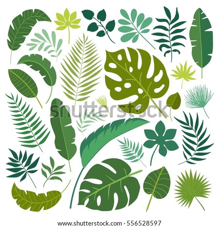 Vector set of tropical leaves. 