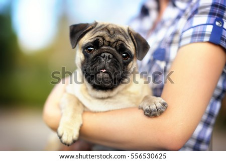 a small dog lies in the hands of the hostess. Closeup portrait of. Shirt short sleeve plaid. Royalty-Free Stock Photo #556530625