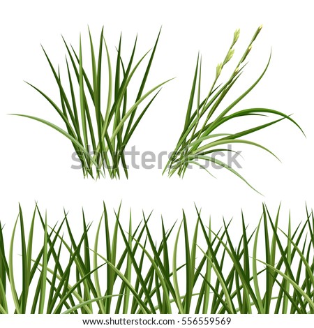 Green grass, horizontal seamless pattern. The Bush grass.Vector illustration.