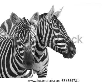 The Plains Zebra, Equus quagga is big mammal from Africa. Animals on white background. Wildlife and safari thematic picture with space for your text. 